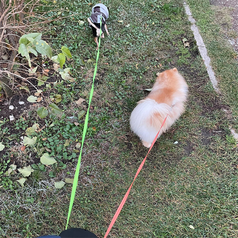 Dual Retractable Light Up Dog Leash