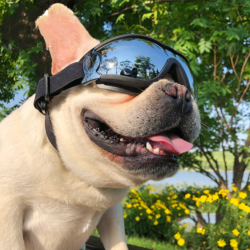 Dog Goggles