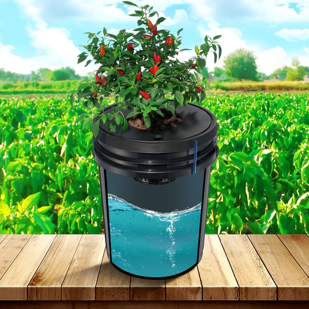 DWC Hydroponic System